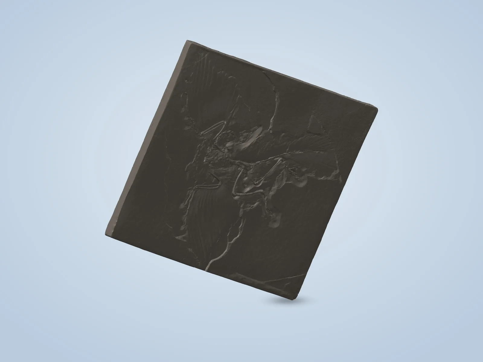 Archaeopteryx Fossil