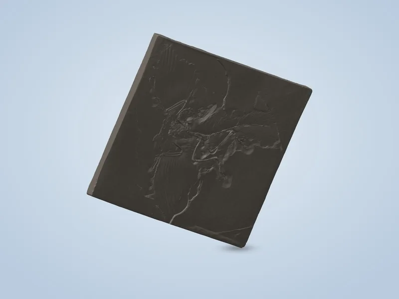 Archaeopteryx Fossil