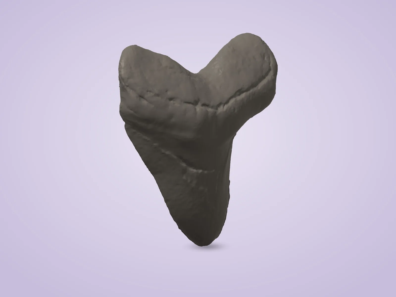 Megalodon Fossil