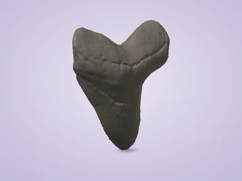 Fossile de mégalodon