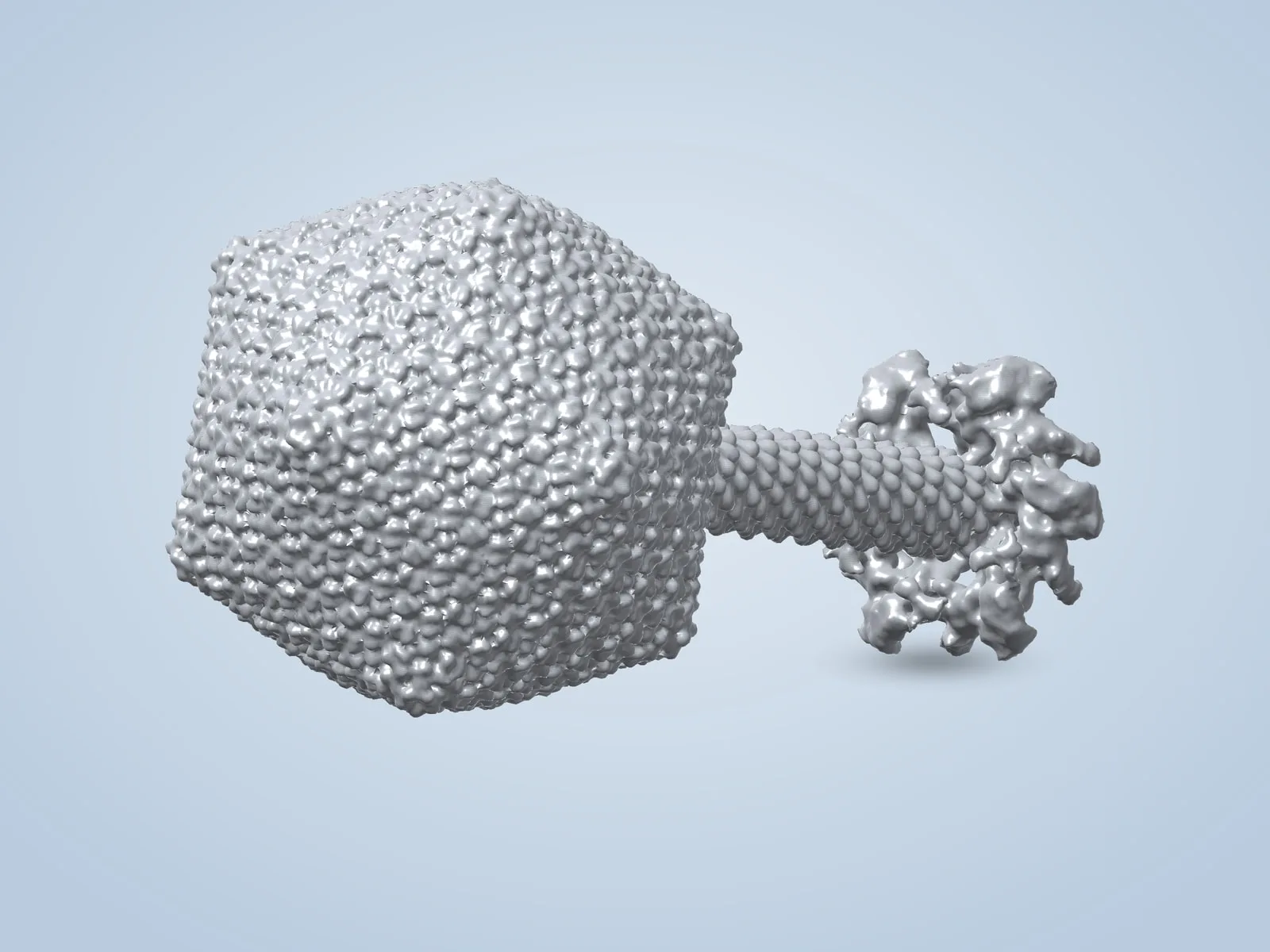 Bacteriophage