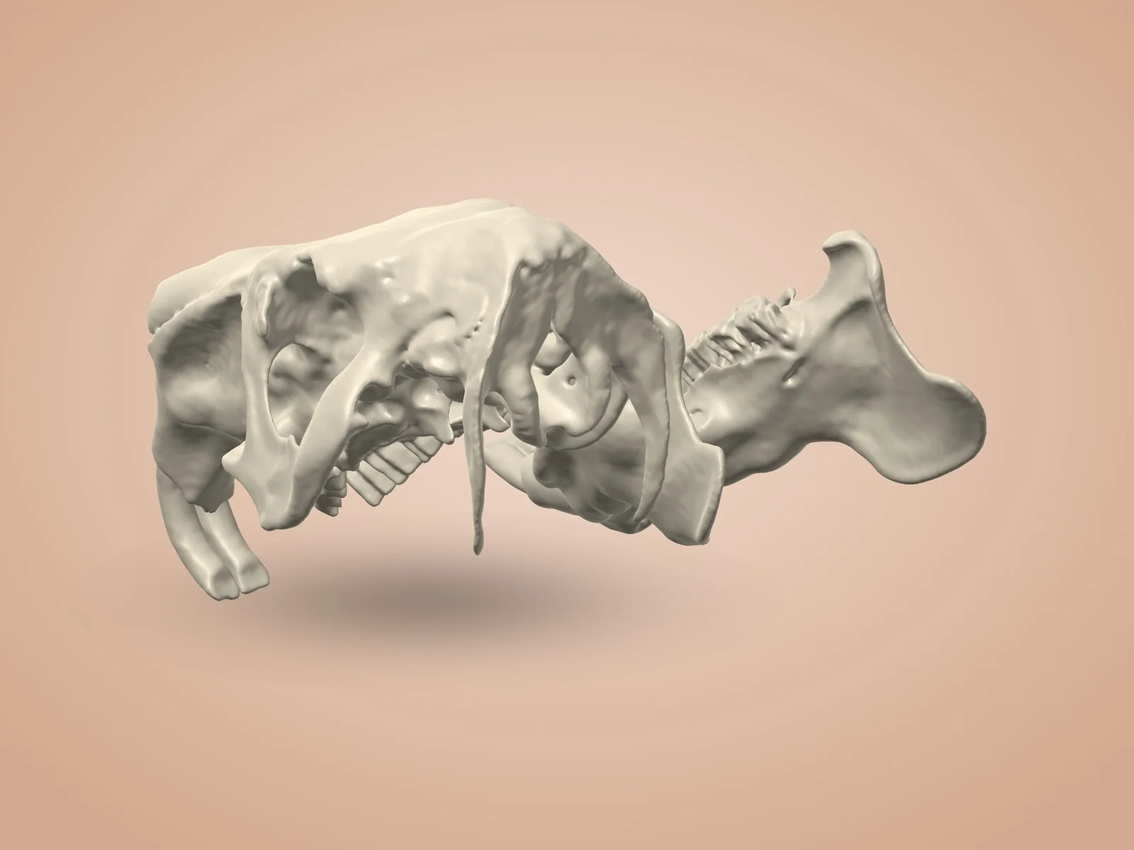 Capybara Skull (2 Parts)