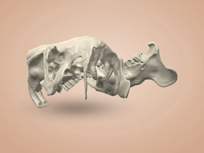 Capybara Skull (2 Parts)