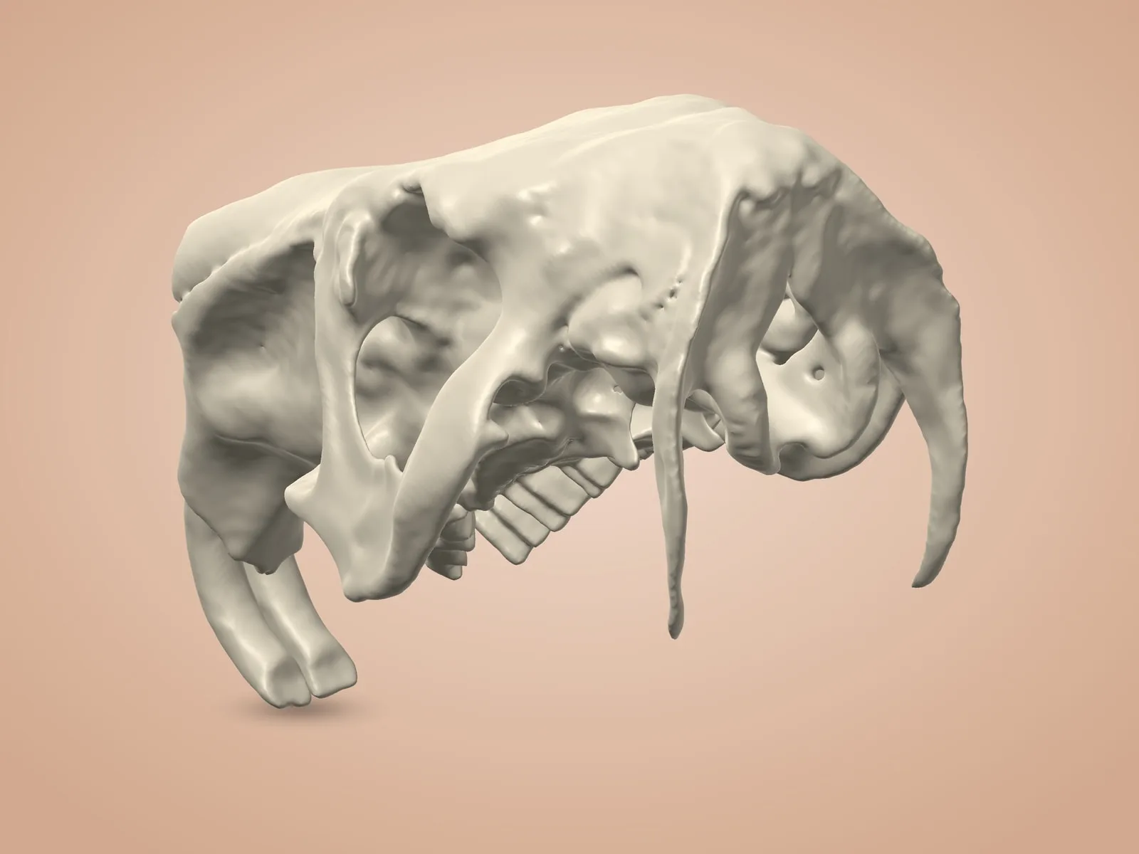 Capybara Skull (2 Parts) — Skull