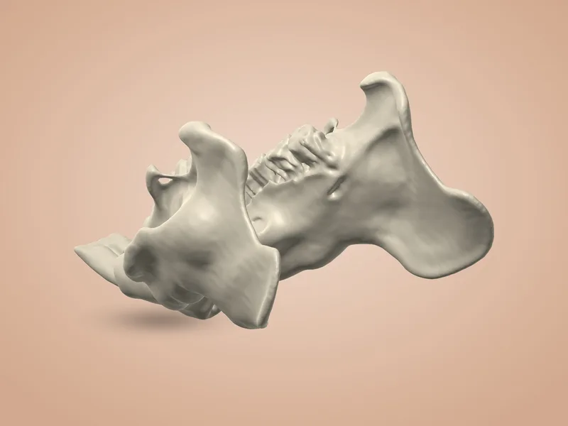 Jaw