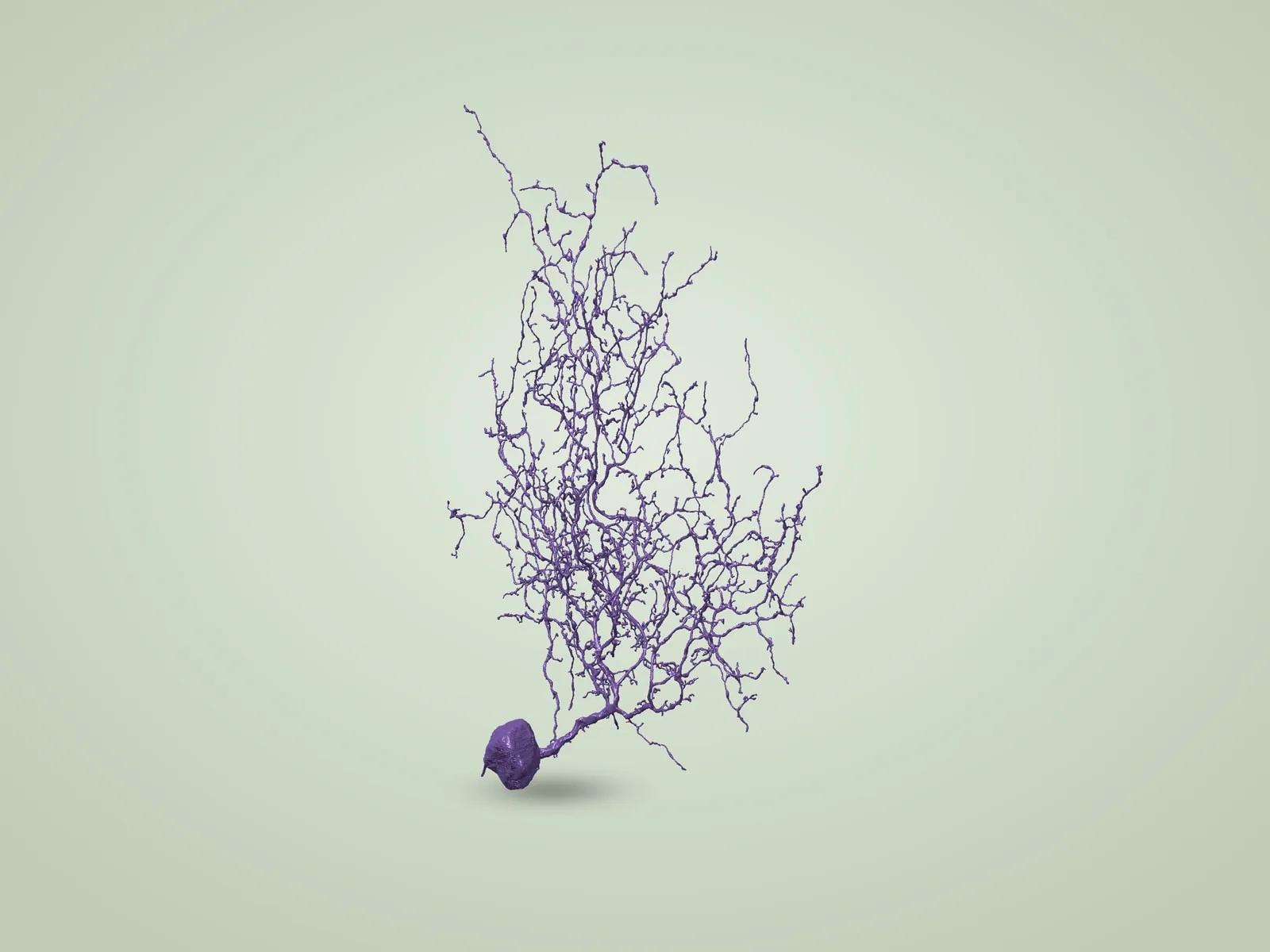 Retinal Neuron (EyeWire)