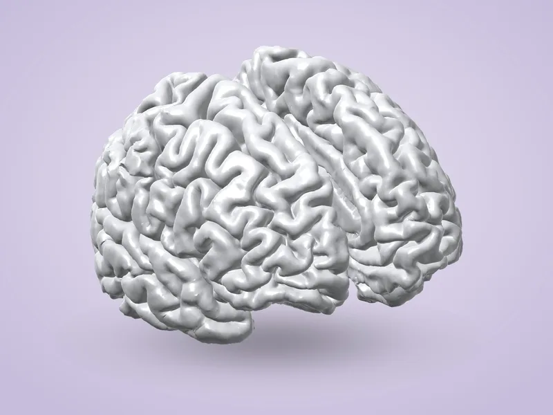 Human Brain (2 Hemispheres)
