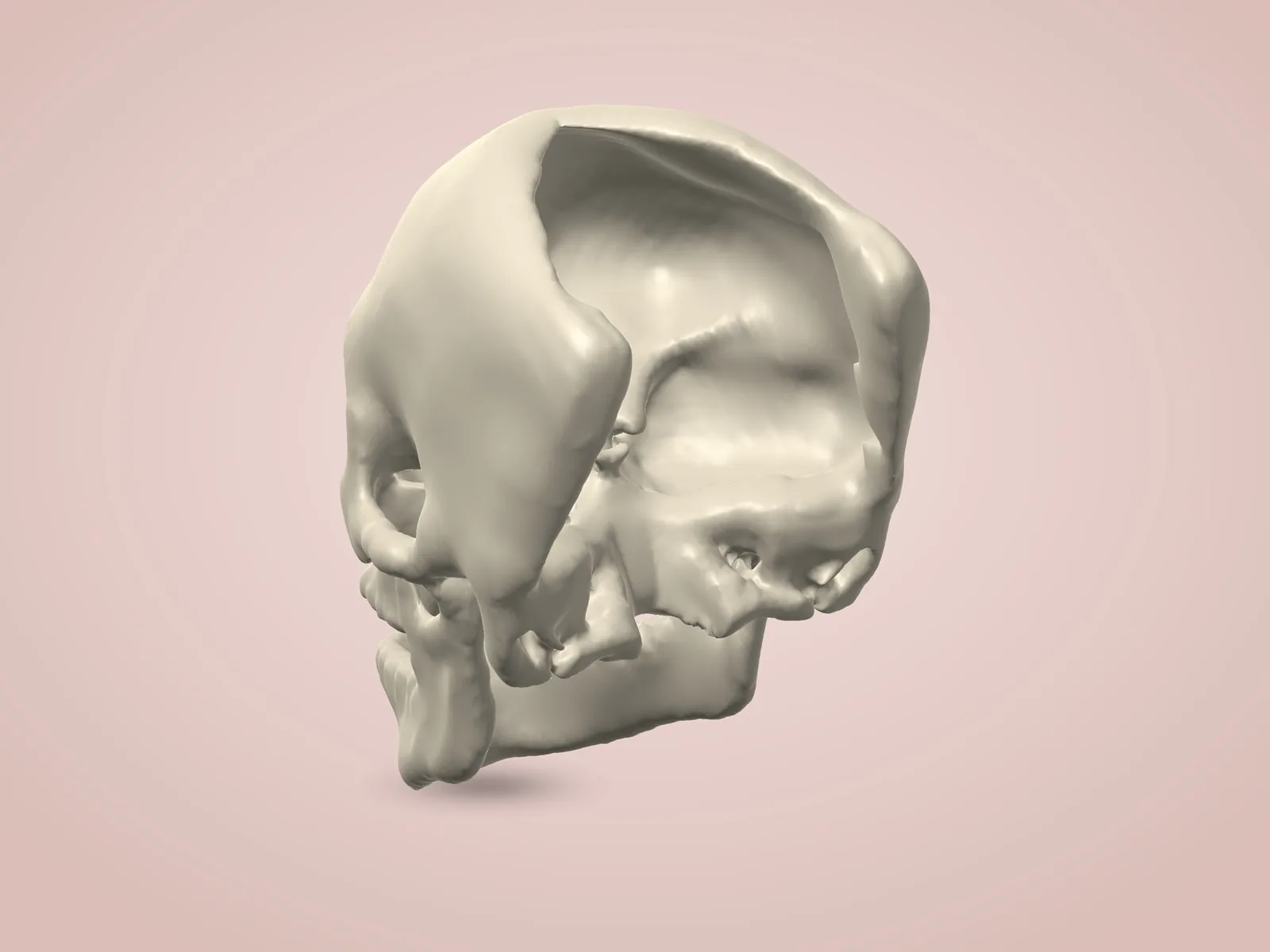 Human Cranium and Facial Bones