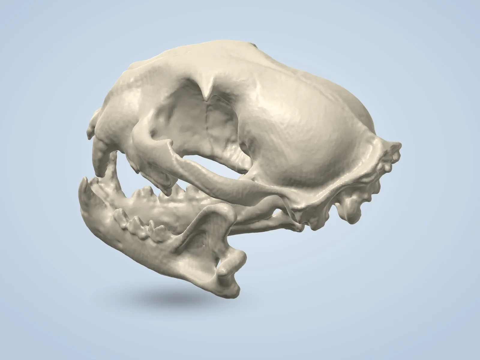 Mountain Lion Skull
