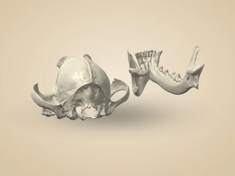 Pug Skull (2 Parts)