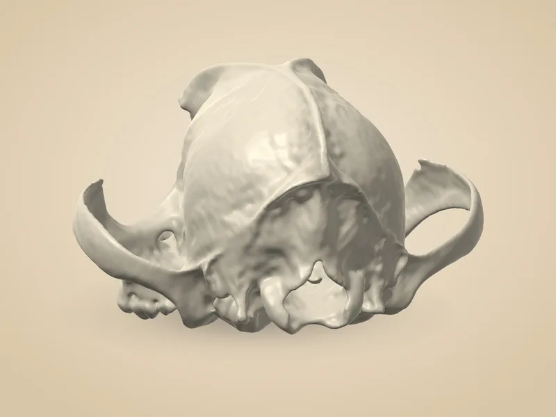 Skull